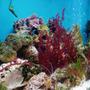 fish tank picture - Macro Algae