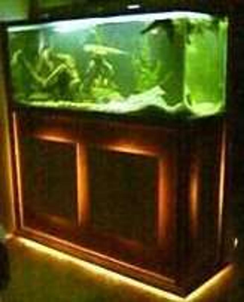 Rated #567: 120 Gallons Freshwater Fish Tank - 120 gallon tank custom stand