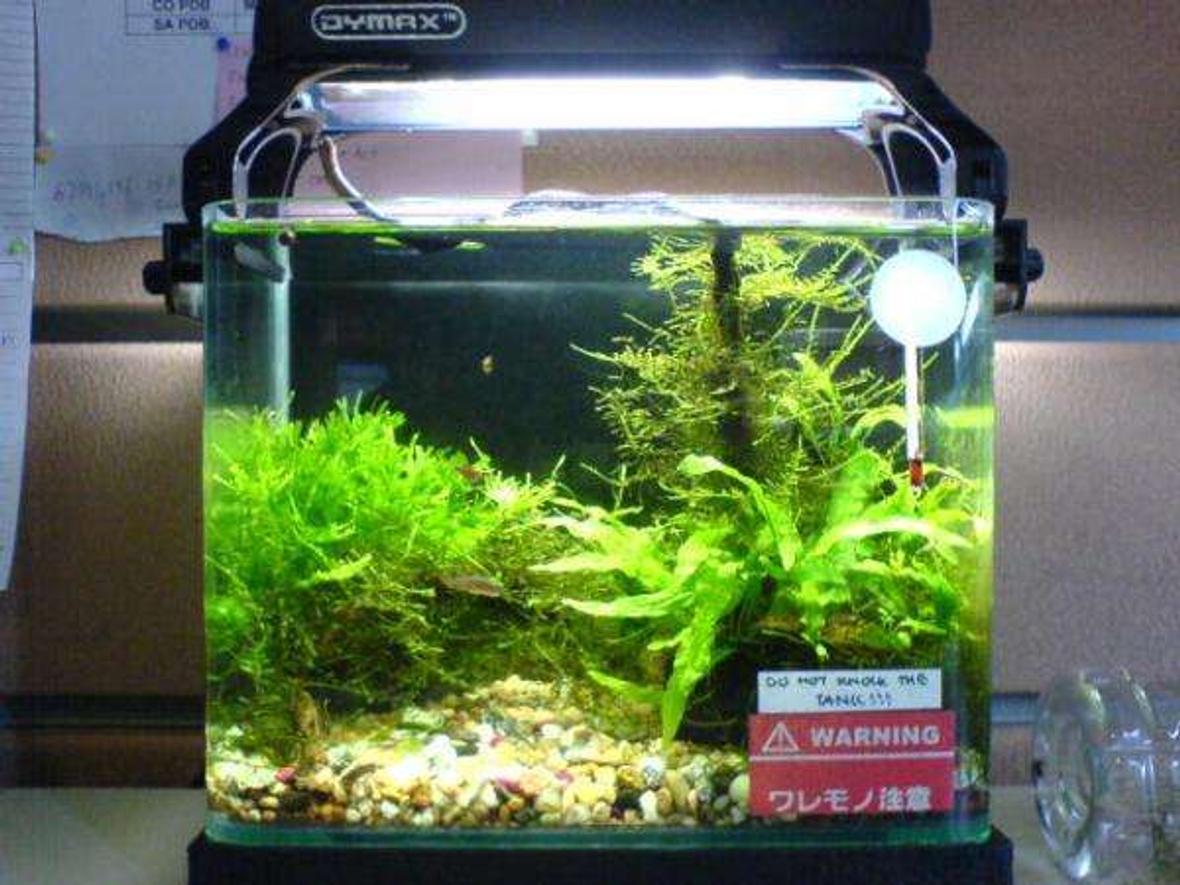 3 gallons planted tank (mostly live plants and fish) - my office 9 inch tank....