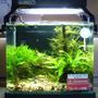 3 gallons planted tank (mostly live plants and fish) - my office 9 inch tank....