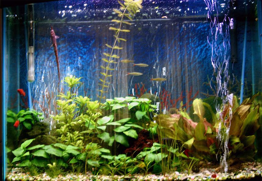 Rated #139: 30 Gallons Planted Tank - my 30 gal bowfront tank