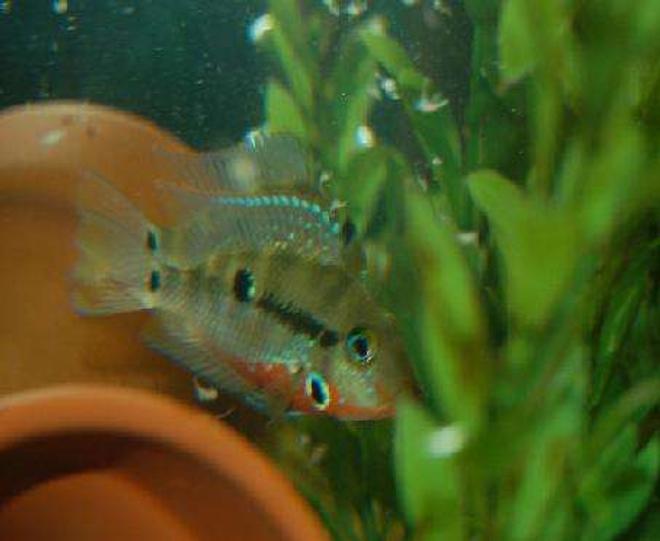 freshwater fish - thorichthys meeki - firemouth cichlid stocking in 42 gallons tank - My firemouth guarding batch of eggs.