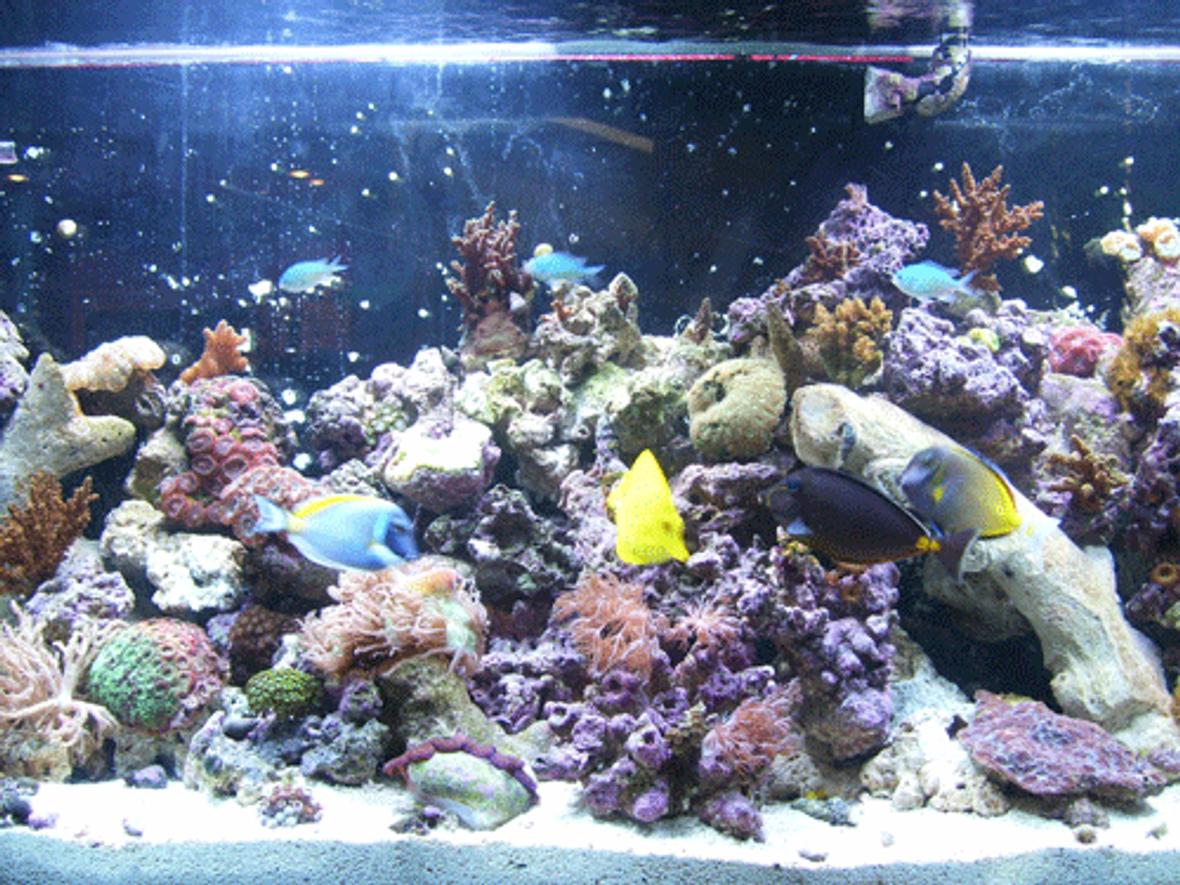 55 gallons reef tank (mostly live coral and fish) - updated pic, after a couple of moves and some redefinition...