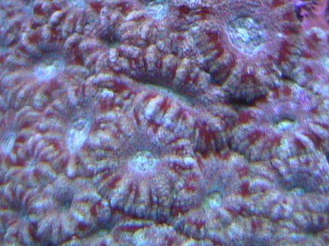 corals inverts - acanthastrea lordhowensis - aussie acan lord stocking in 55 gallons tank - acans