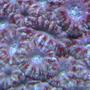 corals inverts - acanthastrea lordhowensis - aussie acan lord stocking in 55 gallons tank - acans