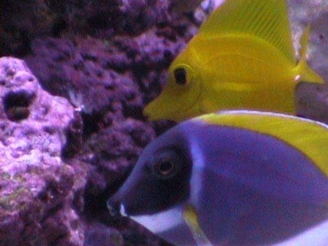 saltwater fish - zebrasoma flavescens - yellow tang - hawaii stocking in 55 gallons tank - inquisitive tangs