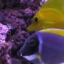 saltwater fish - zebrasoma flavescens - yellow tang - hawaii stocking in 55 gallons tank - inquisitive tangs