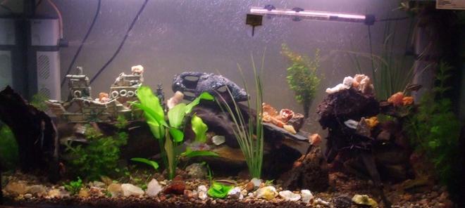 90 gallons freshwater fish tank (mostly fish and non-living decorations) - recently rearranged lots more hiding places, crystals, water lillies(still small) and my rainbow cichlids(bottom right) have lots of babies, most fish are hiding, will get a better picture
