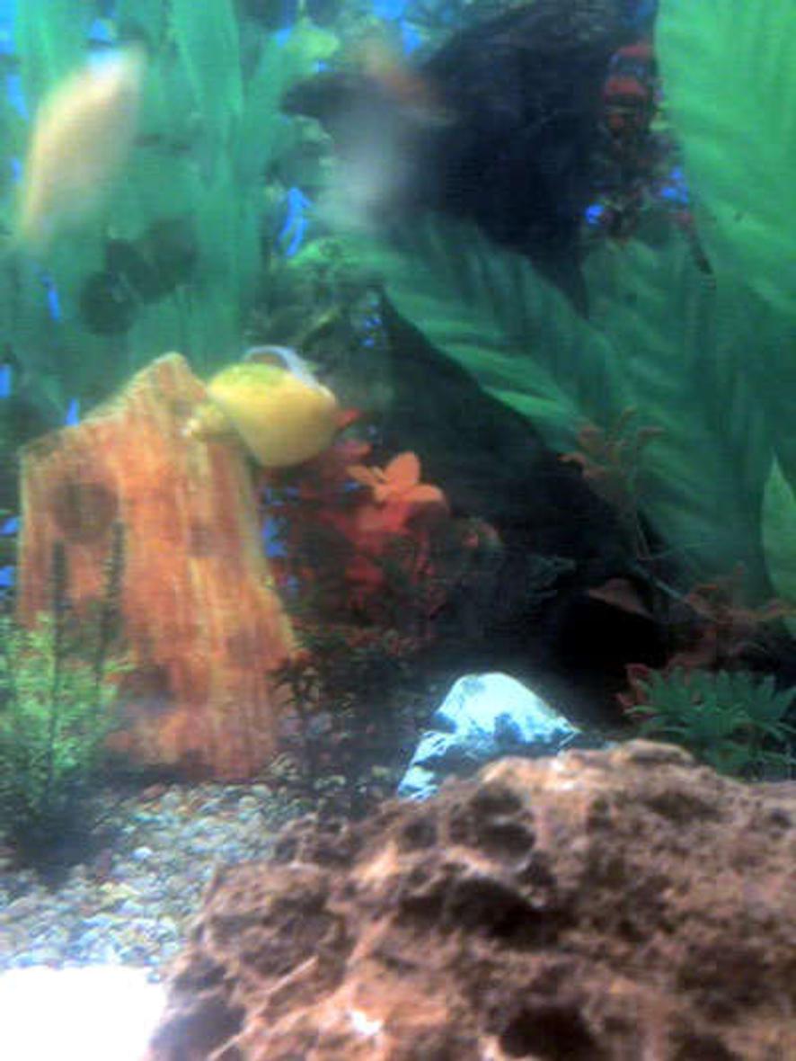 Rated #102: Corals Inverts - Turbo Castanea - Chestnut Turbo Snail Stocking In 30 Gallons Tank - One of the cleaners, although this poor fellow himself is having algae on his back..:)