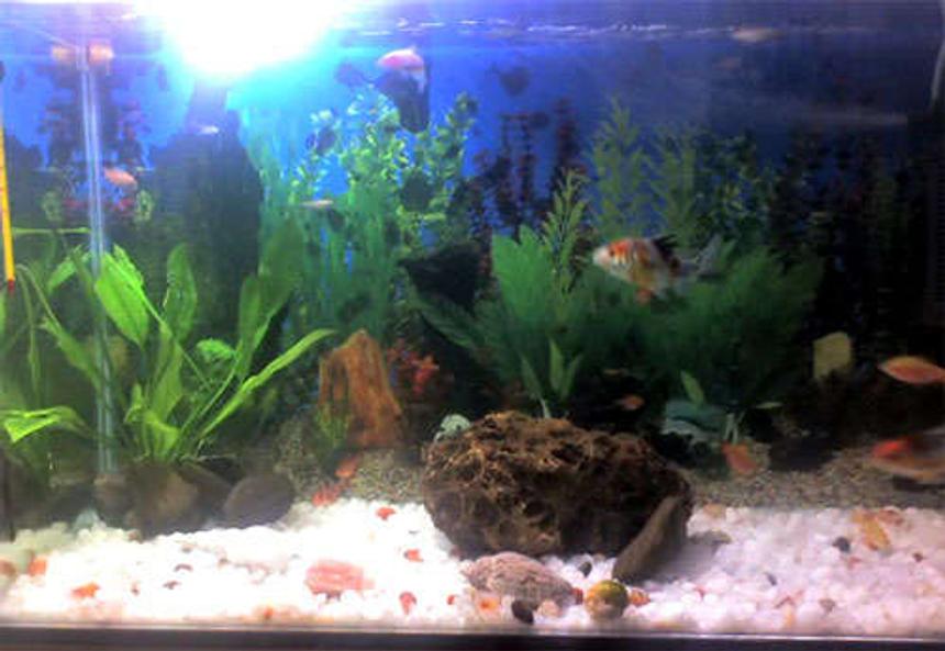Rated #458: 30 Gallons Freshwater Fish Tank - My Tank, having KOI, Tiger Barb, Tetra, Rosy Barb, Diamond backs, guppies, snails and sucker fish (cleaner)