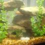30 gallons freshwater fish tank (mostly fish and non-living decorations) - THIS IS MY AFRICAN CICHLID TANK