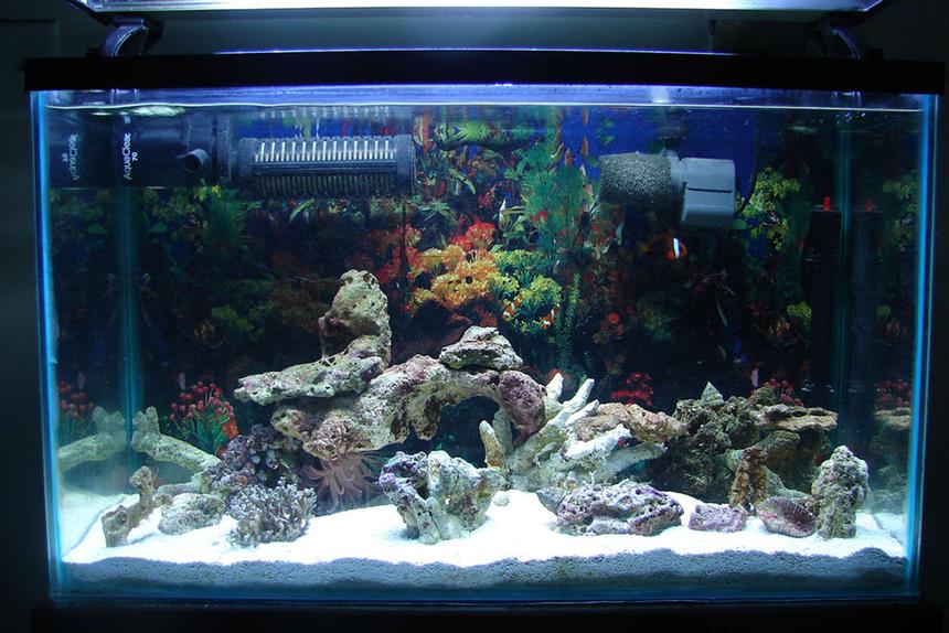 Rated #43: 50 Gallons Saltwater Fish Tank - MY TANK
