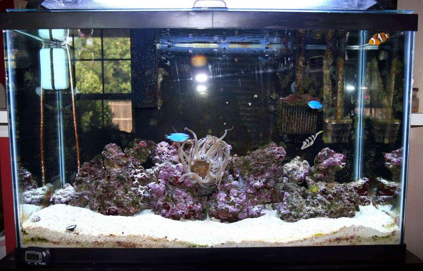 Rated #51: 29 Gallons Saltwater Fish Tank - First salt water tank, 29 gal.