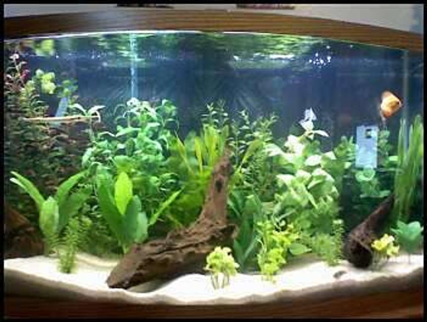 Rated #72: 46 Gallons Freshwater Fish Tank - Sorry, its a camera phone....
This is my 46 gallon bow front with a wide variety of fish that are camera shy