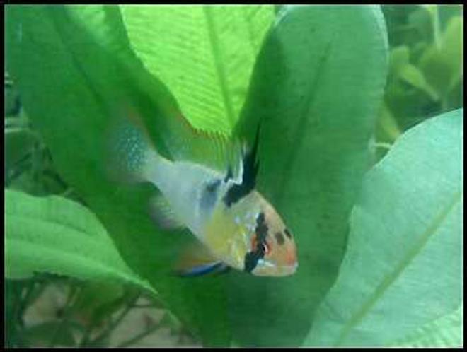 freshwater fish - papiliochromis ramirezi - german blue ram stocking in 46 gallons tank - The battling Ram!!!!!