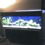 fish tank picture - white lights 2 same tank