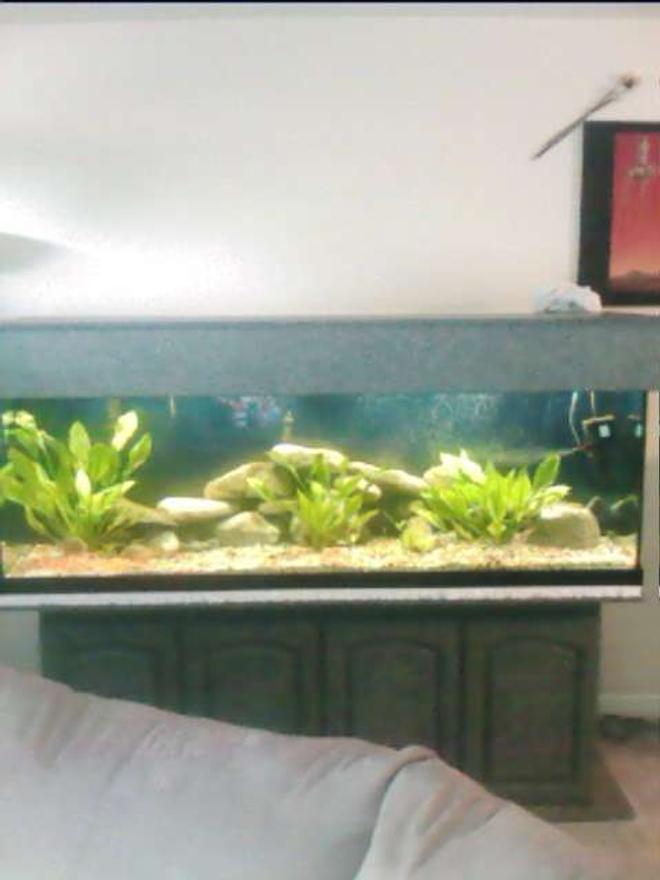 125 gallons freshwater fish tank (mostly fish and non-living decorations) - clear view white and blue light same tank