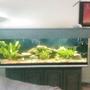 125 gallons freshwater fish tank (mostly fish and non-living decorations) - clear view white and blue light same tank