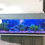 fish tank picture - clear view blue lights only finished tank