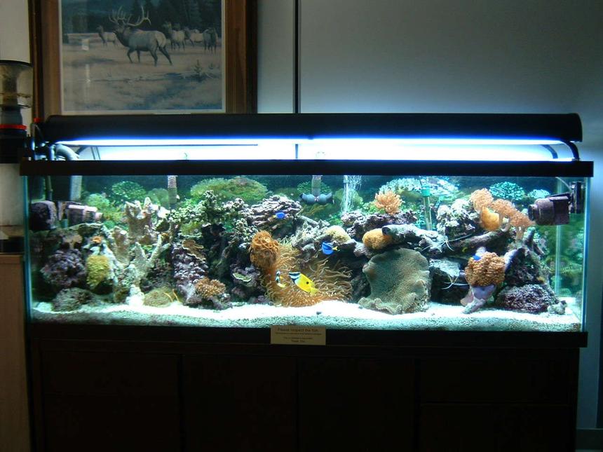 Rated #48: 125 Gallons Reef Tank - 15 Month's. Good stuff happening now!!