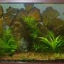 29 gallons planted tank (mostly live plants and fish) - 100 gal, 165 watts t-5 HO light (2) 10,000k, (1) 7,500K, Filter: Magnum 350 canaster filter, hand stacked rock wall Fish: 2SAE, 10 lepord danios, 3 dwarf puffers, 5 kuli loaches, 5 ottos Plants: 2 amazon swords, chain swords, dwarf sag, eldoa, red ludwiga