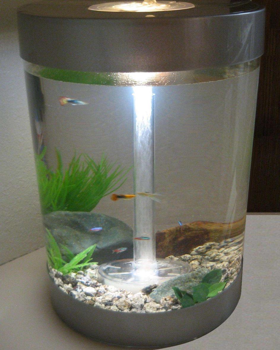 9 gallons freshwater fish tank (mostly fish and non-living decorations) - My First Fish Tank