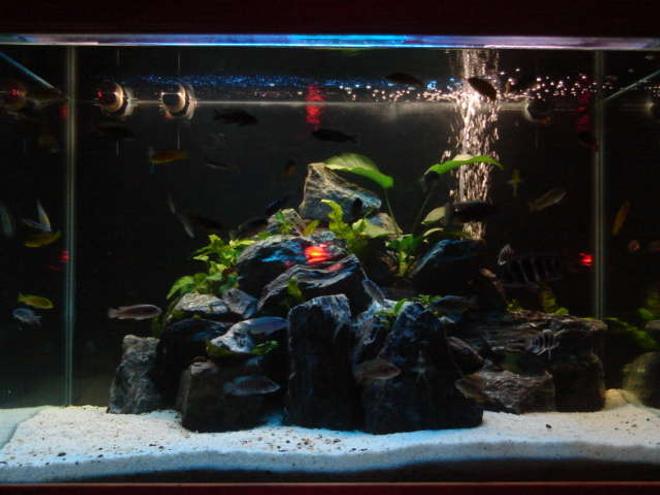 42 gallons freshwater fish tank (mostly fish and non-living decorations) - African rift lake. 3x2x2
lotsa fish
over $1500 retail just fish
run by massive sump in the cabinet with just coral rubble....