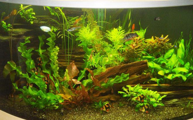 80 gallons planted tank (mostly live plants and fish) - My tank 6 weeks after first pics