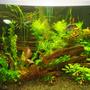 80 gallons planted tank (mostly live plants and fish) - My tank 6 weeks after first pics