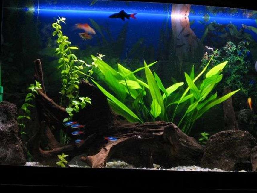 Rated #119: 20 Gallons Freshwater Fish Tank - my tank - 20 gallon