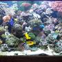 120 gallons reef tank (mostly live coral and fish) - most recent pic of my tank