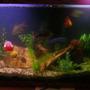 55 gallons freshwater fish tank (mostly fish and non-living decorations)
