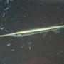 freshwater fish - xenentodon cancila - needle nose gar stocking in 55 gallons tank - This is my Needle Fish.