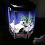 500 gallons freshwater fish tank (mostly fish and non-living decorations) - my gfs tank