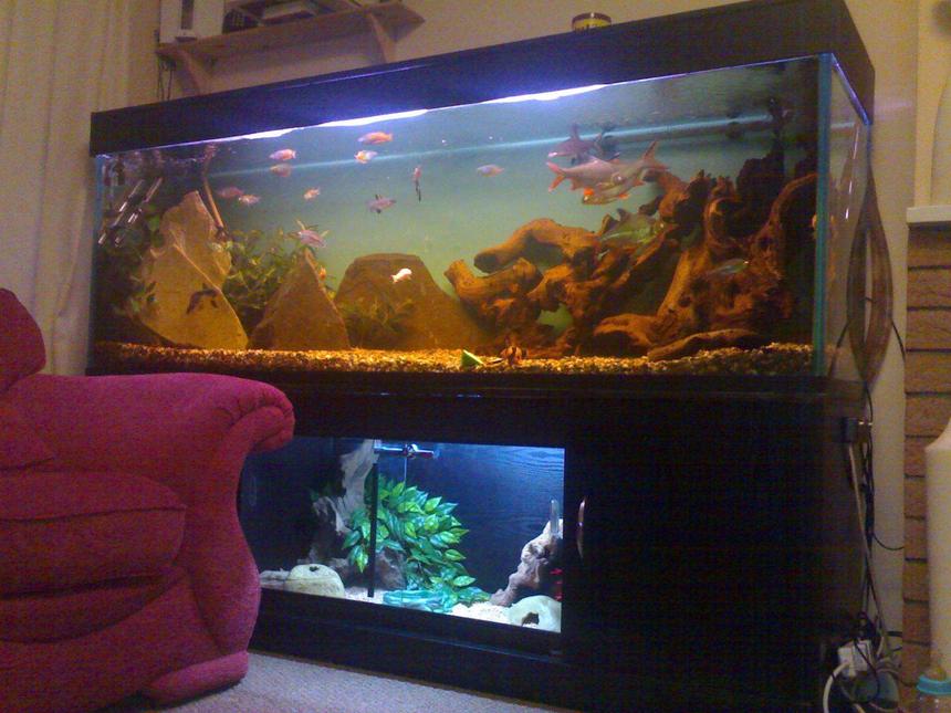 Rated #52: 125 Gallons Freshwater Fish Tank - 6ft tank with eheim external filter, aqua one cf1000 external filter, fluval4 internal,2 rena 400's air pumps, 2 arcadia light units, 2 heaters, loads of bog wood, 1 lrg rock weighing 40kg, 1 smaller! lrg piece of slate. the viv was added for my girlfriends snake it only cost about £18 and most of that was for the glass! hope you like it sorry its not the best of photos.
