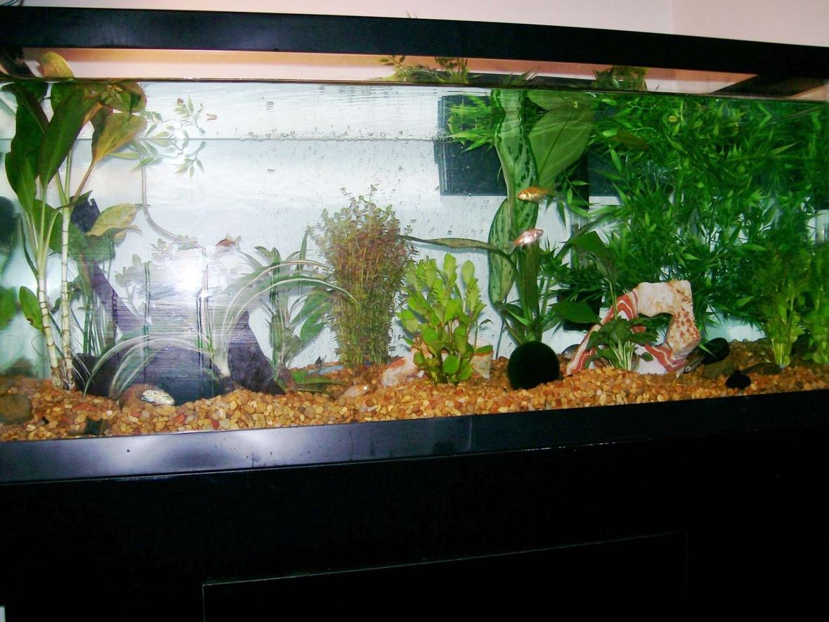 40 gallons freshwater fish tank (mostly fish and non-living decorations) - front view of the tank of newly started tank...sorry about the big glare spot! anything i can improve? please leave me a comment to let me know!