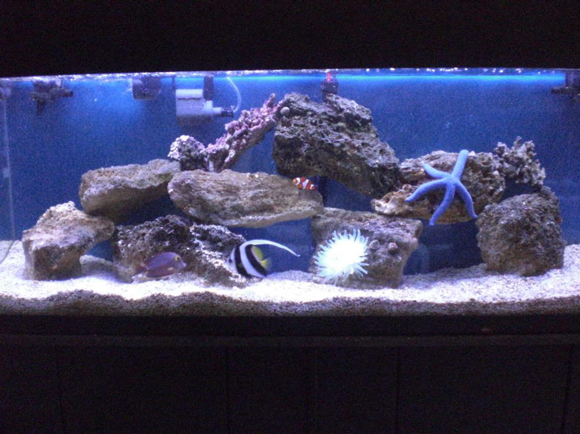 55 gallons saltwater fish tank (mostly fish, little/no live coral) - 55 gallon Saltwater tank