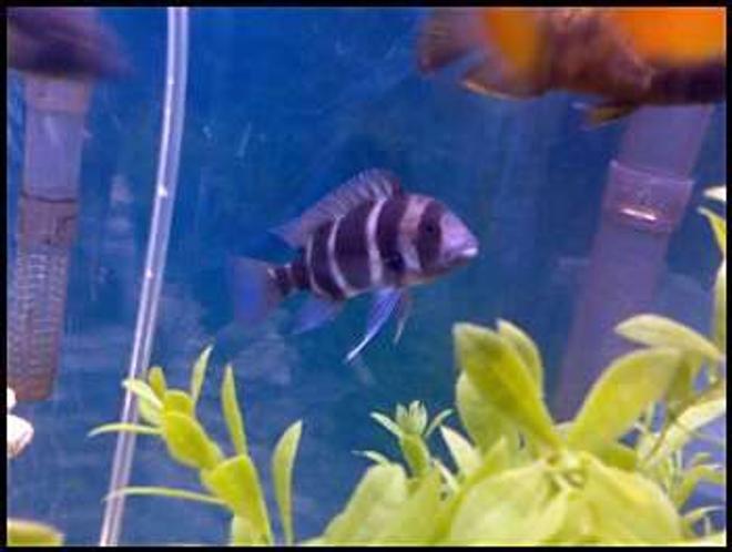 freshwater fish - cyphotilapia frontosa - frontosa cichlid stocking in 46 gallons tank - Best friends frontasa