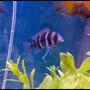 freshwater fish - cyphotilapia frontosa - frontosa cichlid stocking in 46 gallons tank - Best friends frontasa