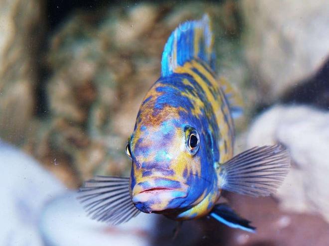 freshwater fish - aulonocara nyassae var. - peacock cichlid, orange blossom stocking in 87 gallons tank - One of my male OB Zebra maramalades