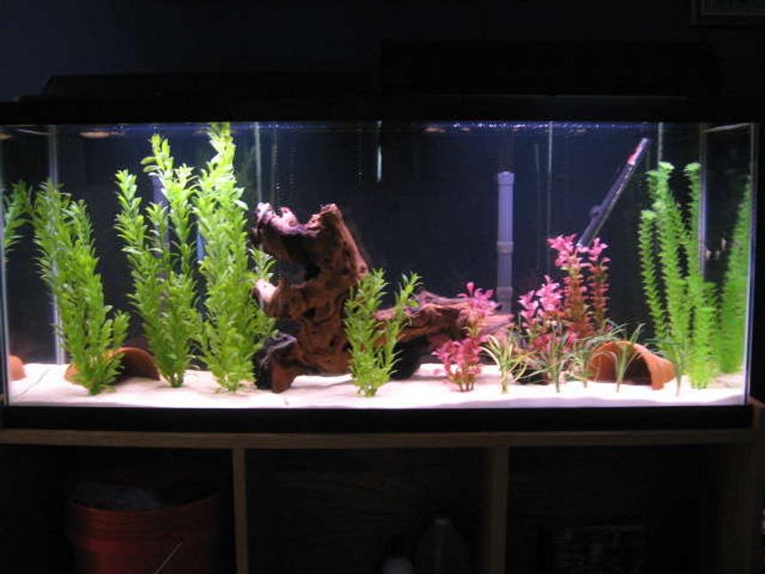 Rated #195: 55 Gallons Freshwater Fish Tank - First tank, I like it. Thanks for looking.