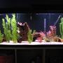 55 gallons freshwater fish tank (mostly fish and non-living decorations) - First tank, I like it. Thanks for looking.