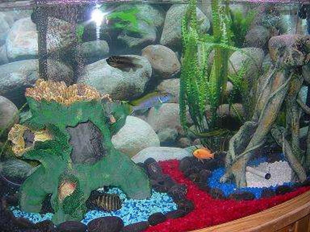 46 gallons freshwater fish tank (mostly fish and non-living decorations) - Our Cichlid Tank.
