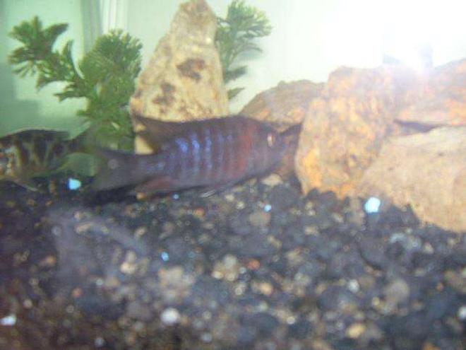 freshwater fish - nimbochromis venustus - venustus cichlid stocking in 55 gallons tank - cichlid