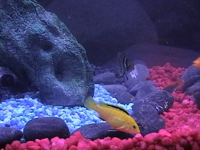 freshwater fish - labidochromis caeruleus - electric yellow cichlid stocking in 46 gallons tank - One of our Electric Yellow Cichlids with one of our Convict Cichlids in the background.