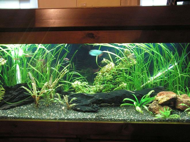 50 gallons planted tank (mostly live plants and fish) - My 4ft tropical fisht ank