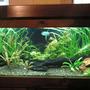 50 gallons planted tank (mostly live plants and fish) - My 4ft tropical fisht ank