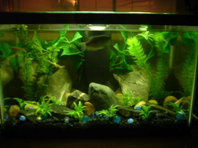 freshwater fish tank (mostly fish and non-living decorations) - A 10 gal fish tank we have. New Home to Our 3 year old Blue Gouram named  "Old Blue" & 3-Rosy Red Fish