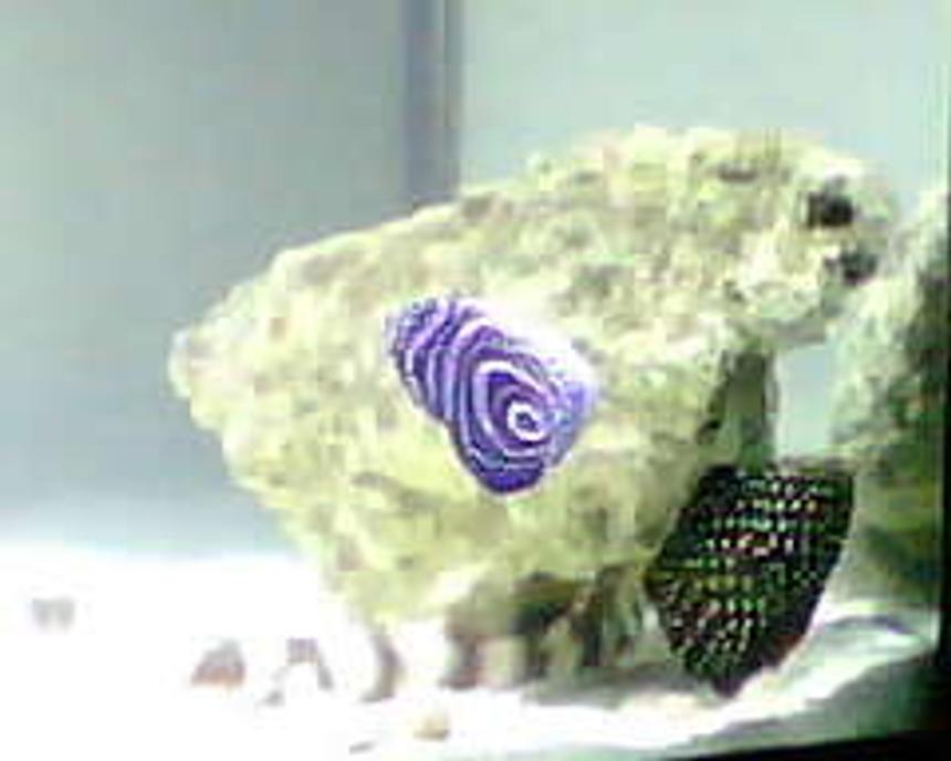 Rated #92: Saltwater Fish - Pomacanthus Imperator - Imperator Angelfish Stocking In 24 Gallons Tank - my juevinille Emperor angel, my 1 year old Marine beta, and my 3 month old Bamboo shark.