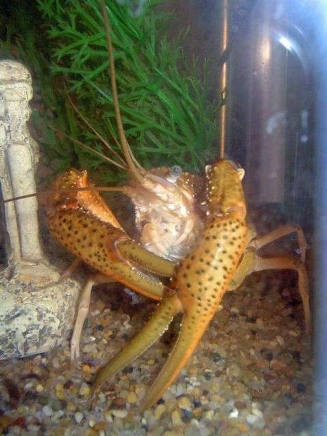 corals inverts - procambarus sp. - marble crayfish stocking in 55 gallons tank - Brikemond's Crayfish:  Big Daddy